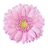 Pink Gerbera isolated