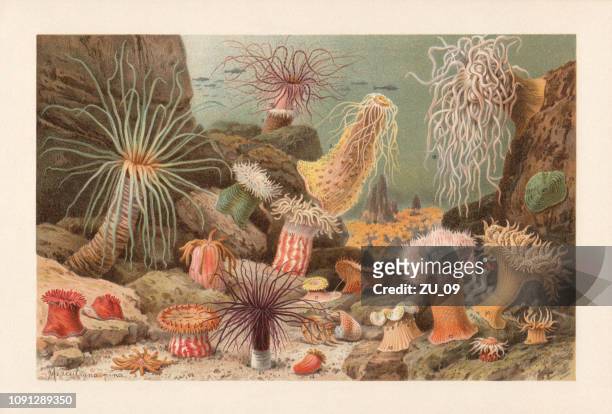 ilustraciones, imágenes clip art, dibujos animados e iconos de stock de anémonas de mar, cromolitografía, publicados en 1897 - litografía