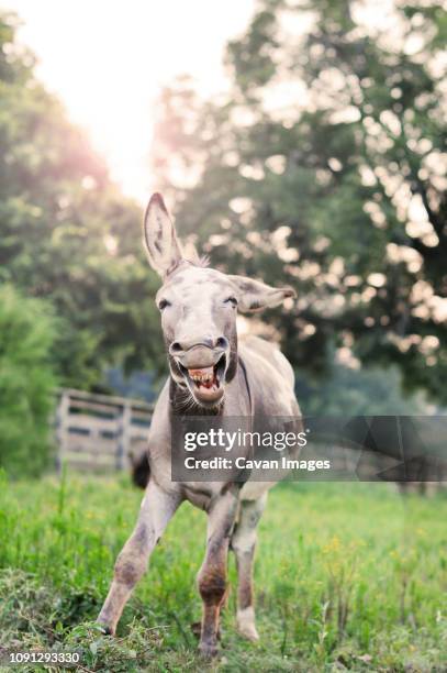 donkey running on grassy field against trees at farm - donkey stock pictures, royalty-free photos & images