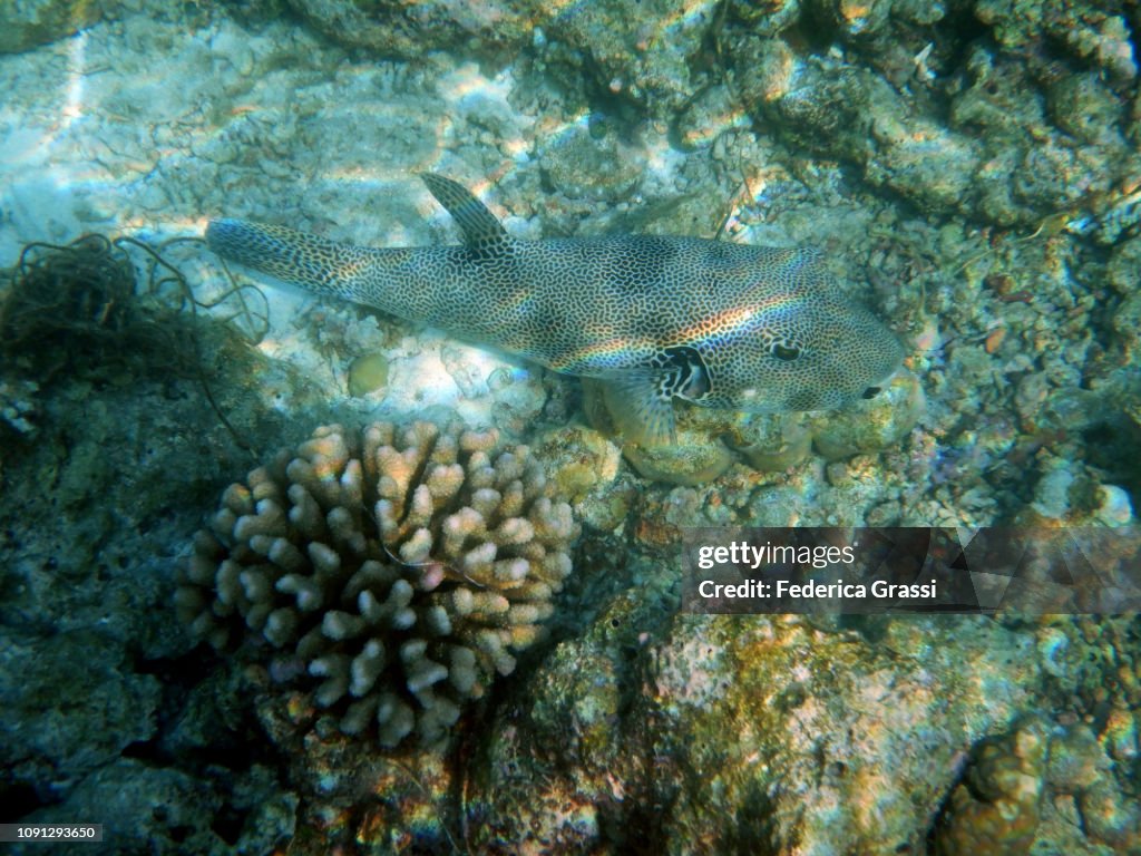 Map Puffer Fish (Arothron mappa) and Wart Coral (Pocillopora)