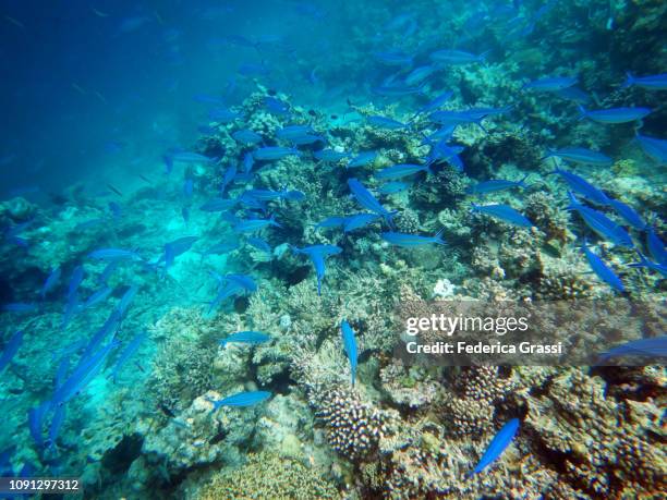 group of blue fusilier fish (caesio caerulaurea) - yellowback fusilier stock pictures, royalty-free photos & images