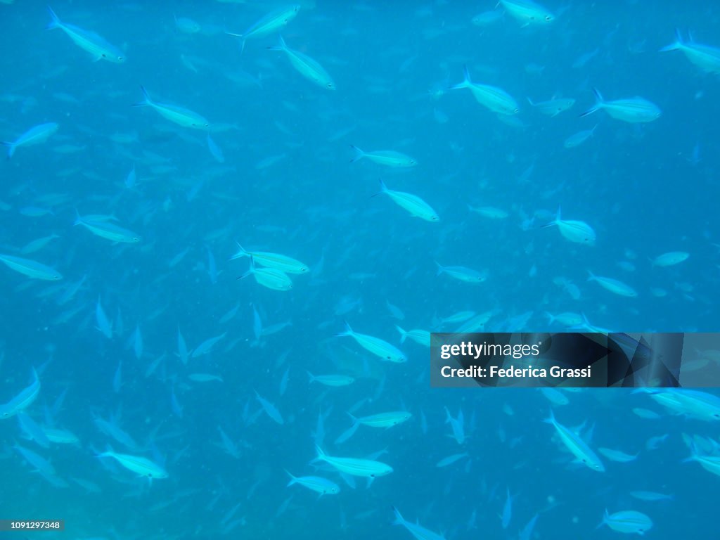 Shoal of Blue Fusilier Fish (Caesio caerulaurea)