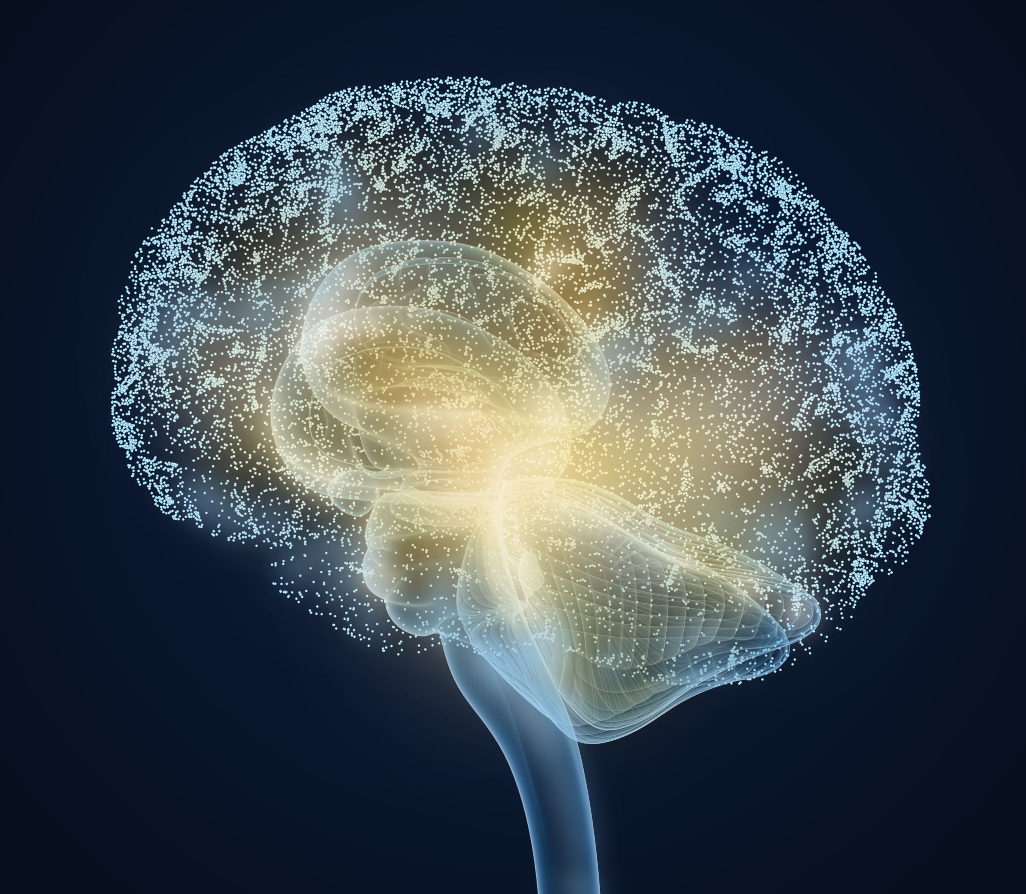 brain diagram