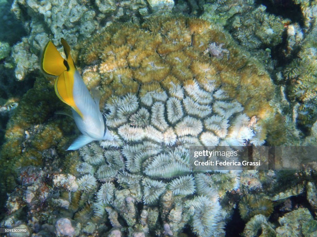 Double-saddle (Saddleback) Butterfly Fish (Chaetodon falcula)