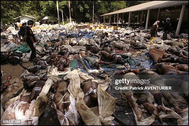 Hundreds Of Corpses Killed By Tsunami Waiting To Be Identified In A Buddhist Temple Near Khao Lak On December 29, 2004 In Khao Lak, India.