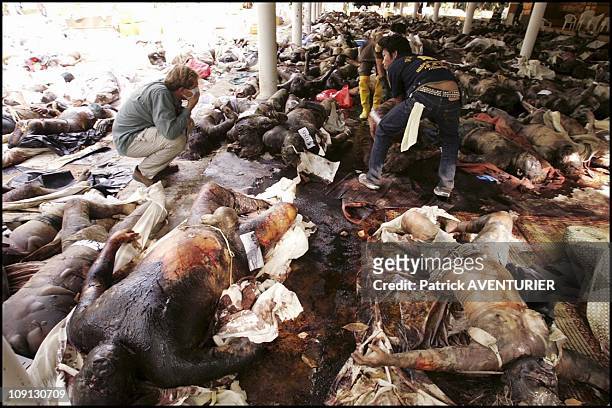 Hundreds Of Corpses Killed By Tsunami Waiting To Be Identified In A Buddhist Temple Near Khao Lak On December 29, 2004 In Khao Lak, India.