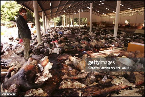 Hundreds Of Corpses Killed By Tsunami Waiting To Be Identified In A Buddhist Temple Near Khao Lak On December 29, 2004 In Khao Lak, India.