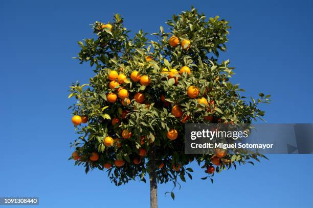 ornamental orange tree - オレンジの木 ストックフォトと画像