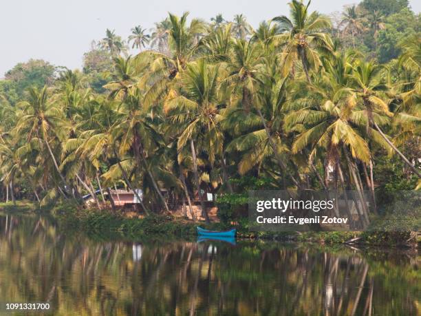 riverbank with palm grove at backwaters in kerala, india - kerala stock pictures, royalty-free photos & images