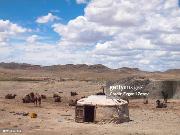 yurt and herd of camels at a pasture in the gobi desert in mongolia - camel isolated stock pictures, royalty-free photos & images