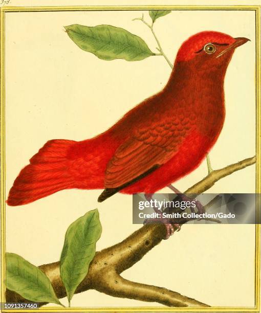 Red Cotinga 2,799 Nicolas Smith Photos & High Res Pictures - Getty Images