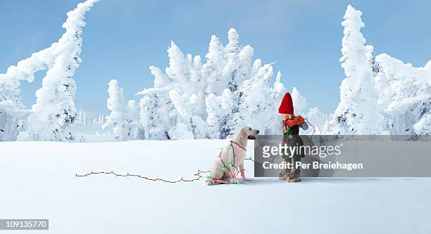 elf decorating dog with christmas lights - lutin noel photos et images de collection