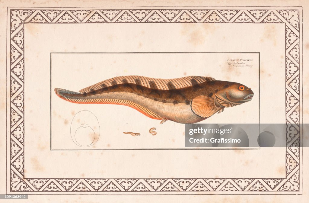 Eel or tin fish from 1797