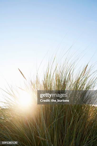 marram grass at beach against sunlight and clear sky - marram grass stock pictures, royalty-free photos & images