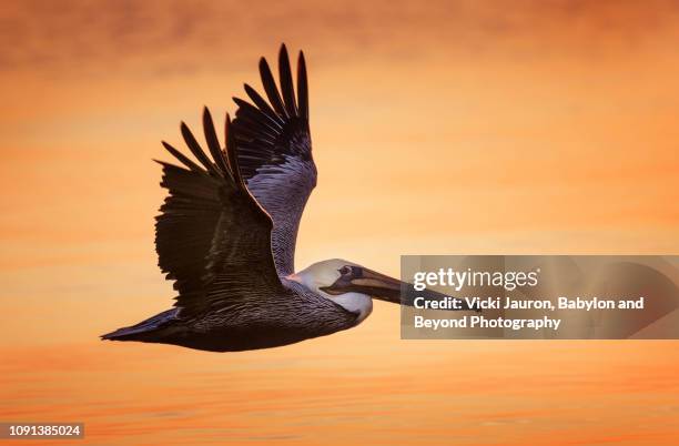 amazing pelican in flight against sunset at fort myers beach, florida - estero stock pictures, royalty-free photos & images