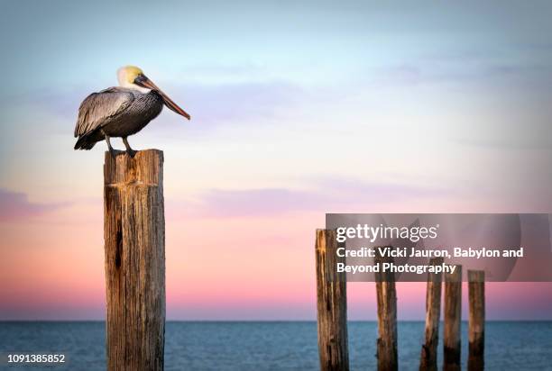 pastel colors, posts and a pelican at sunrise at fort myers beach, florida - pelikan stock-fotos und bilder