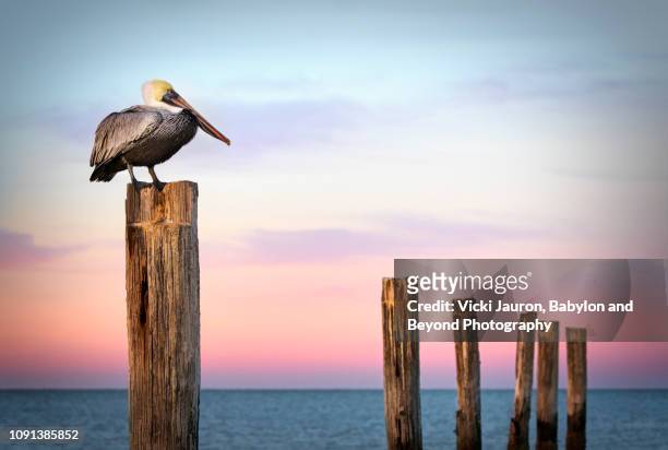 pastel colors, posts and a pelican at sunrise at fort myers beach, florida - pelicano imagens e fotografias de stock