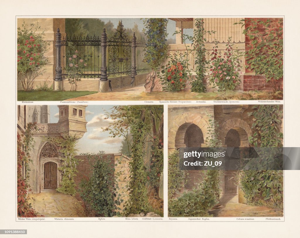 Climbing plants, chromolithograph, published in 1897