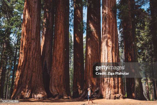 in jeder spaziergang mit der natur erhält man weit mehr als er sucht - sequoia nationalpark - redwood stock-fotos und bilder