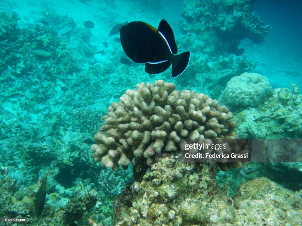 Black Triggerfish or Black Durgon (Melichthys niger)