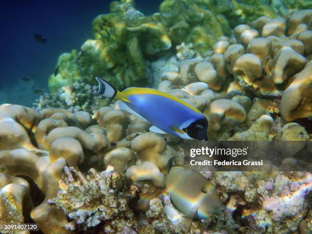 powder blue surgeonfish or blue tang fish (acanthurus leucosternon) - powder blue tang ストックフォトと画像