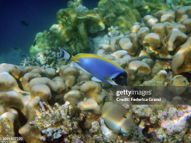 powder blue surgeonfish or blue tang fish (acanthurus leucosternon) - powder blue tang stockfoto's en -beelden