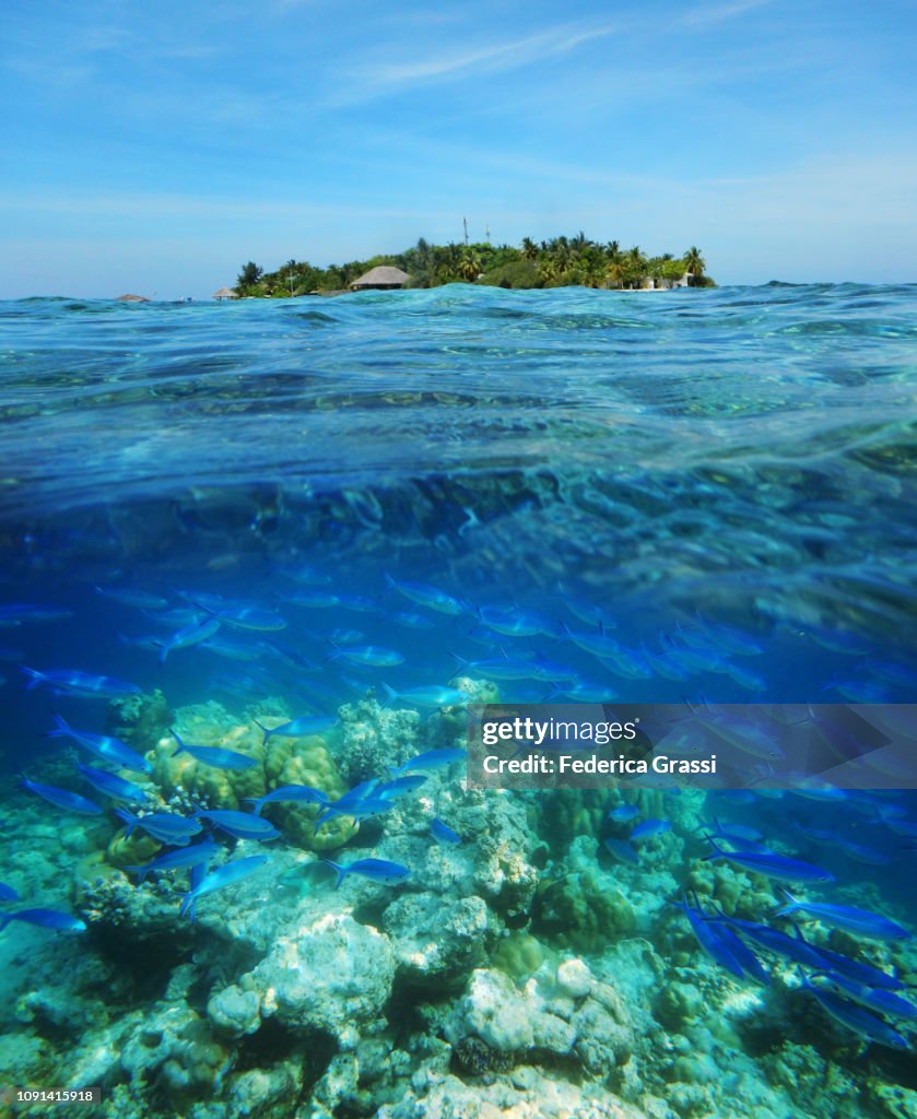 Shoal of Black Fusilier Fish And Maldivian Island