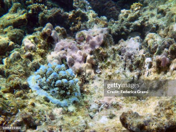 blue acropora coral formation, eriyadu island, maldives - acropora sp stock pictures, royalty-free photos & images