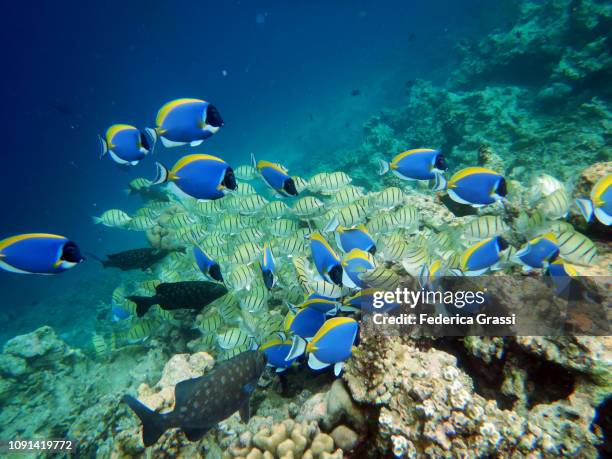 shoal of powder blue surgeonfish or blue tang fish (acanthurus leucosternon) and convict surgeonfish (acanthurus triostegus) - powder blue tang stockfoto's en -beelden