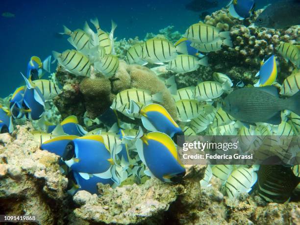 shoal of convict surgeonfish (acanthurus triostegus) and powder blue surgeonfish or blue tang fish (acanthurus leucosternon) - powder blue tang ストックフォトと画像