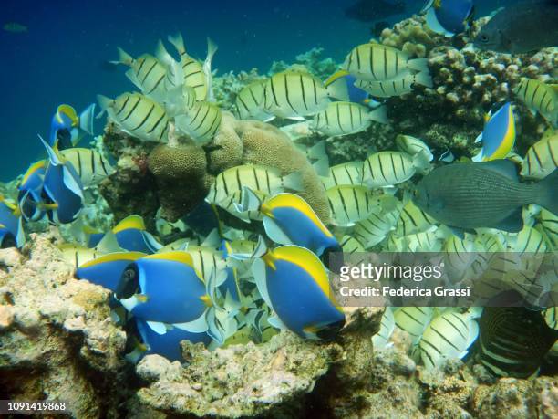 shoal of convict surgeonfish (acanthurus triostegus) and powder blue surgeonfish or blue tang fish (acanthurus leucosternon) - powder blue tang stockfoto's en -beelden