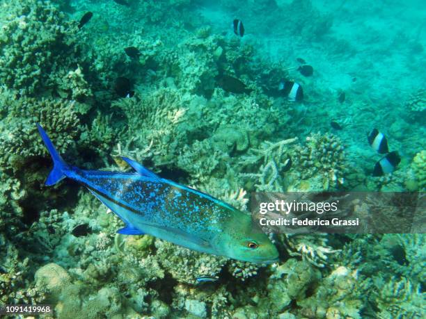 bluefin trevally (caranx melampygus) - bluefin trevally stock pictures, royalty-free photos & images