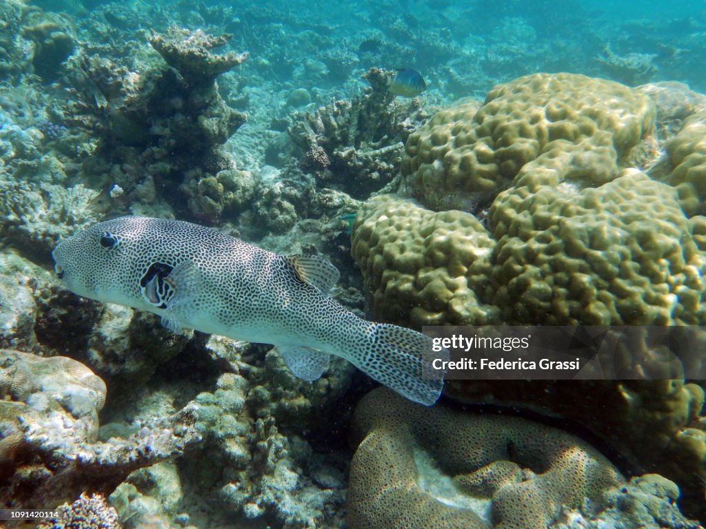 Map Puffer Fish (Arothron mappa)