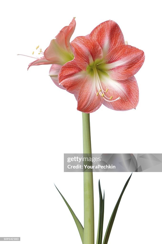 Soft damask Lily