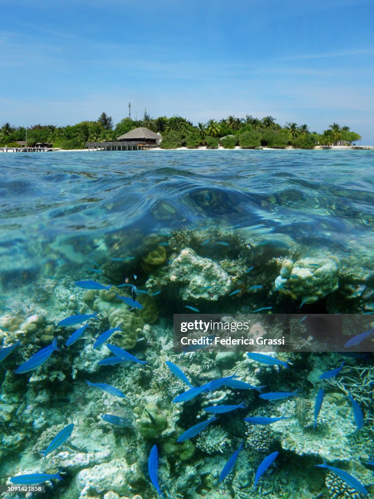 Above-Underwater View With Shoal of Blue Fusilier Fish
