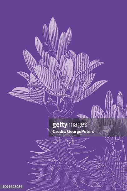 lily blühende pflanze - easter lily stock-grafiken, -clipart, -cartoons und -symbole