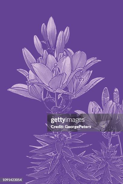lily flowering plant - japanese lily stock illustrations