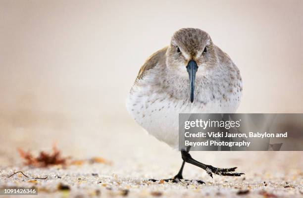 cute view of dunlin bird taking a step at jones beach state park, long island - winter plumage stock pictures, royalty-free photos & images