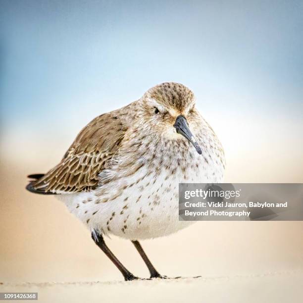 Becho Bird 11,252 Avifauna Bird Park Stock Photos, High-Res Pictures, and Images ...