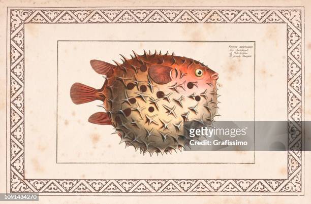 ilustrações de stock, clip art, desenhos animados e ícones de birdbeak burrfish or spotted porcupinefish from 1797 - balloonfish