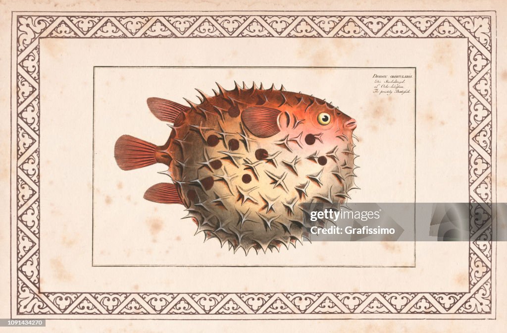 Birdbeak burrfish or Spotted Porcupinefish from 1797