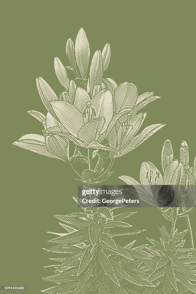 Lily flowering plant