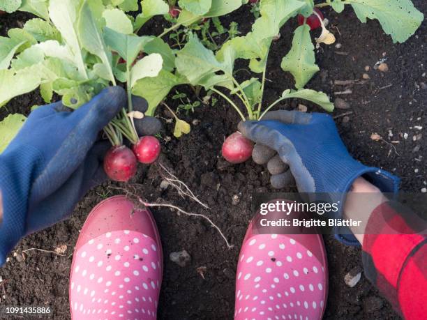 weeding radish - foot nature green stock pictures, royalty-free photos & images