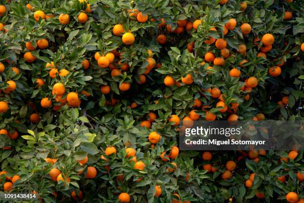 ornamental orange trees in the streets - vegetação mediterranea imagens e fotografias de stock