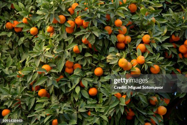 ornamental orange trees in the streets - オレンジの木 ストックフォトと画像