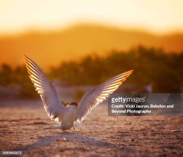 common tern backlit with wings spread at nickerson beach, long island - angel island stock pictures, royalty-free photos & images