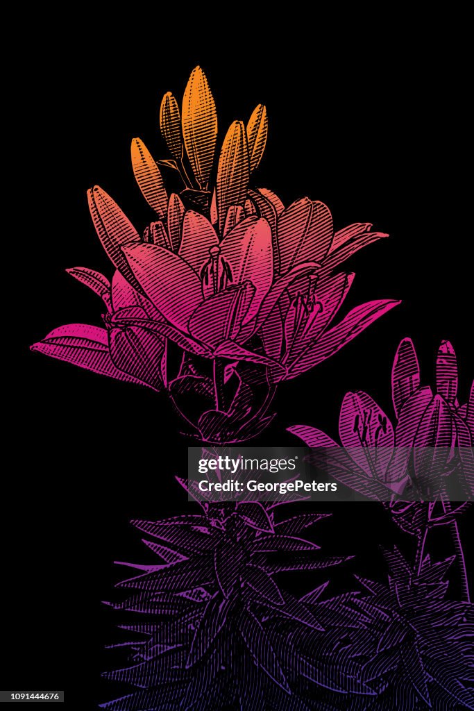 Lily flowering plant