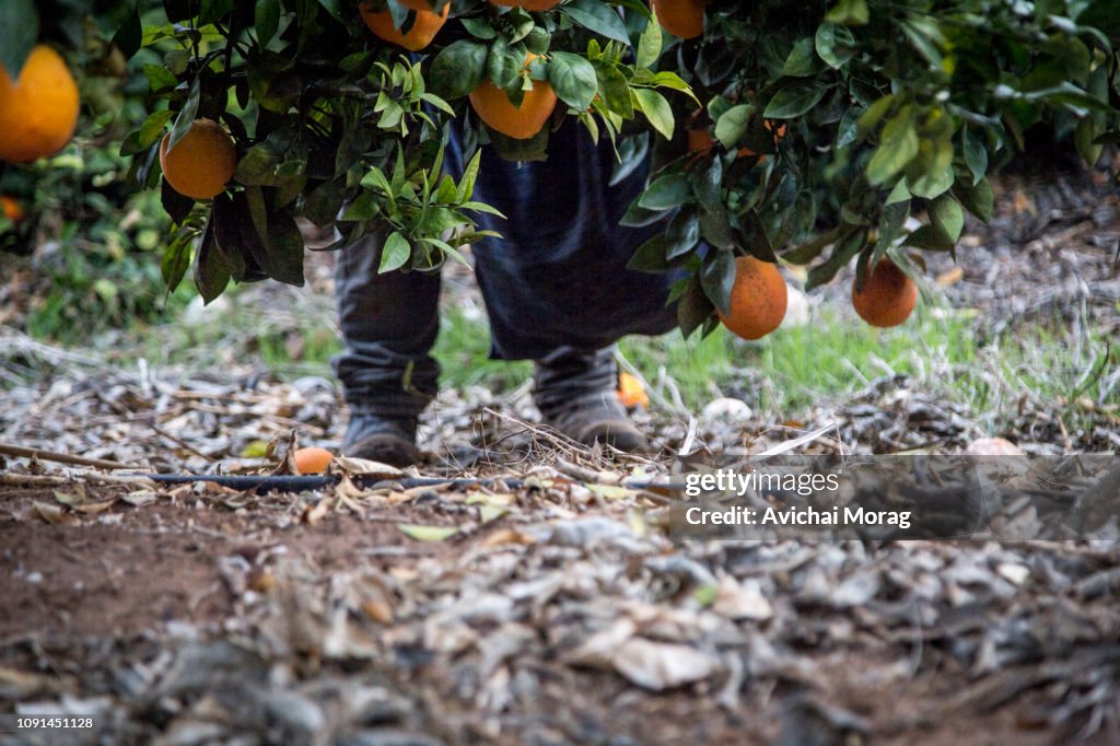 Feet only of orange picker under an orange tree