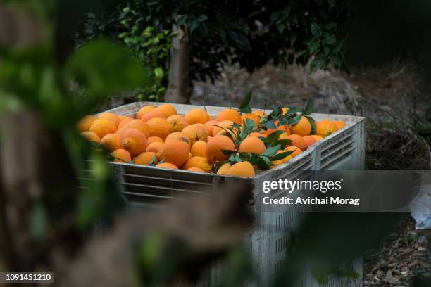 container full with oranges between branches - orange farm - fotografias e filmes do acervo