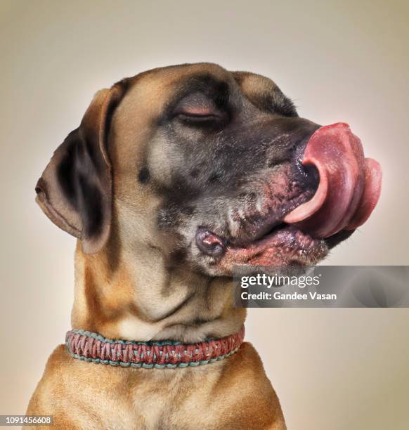 sublime taste sensation! - greedy dog stock pictures, royalty-free photos & images